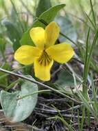 Image of Nuttall's violet