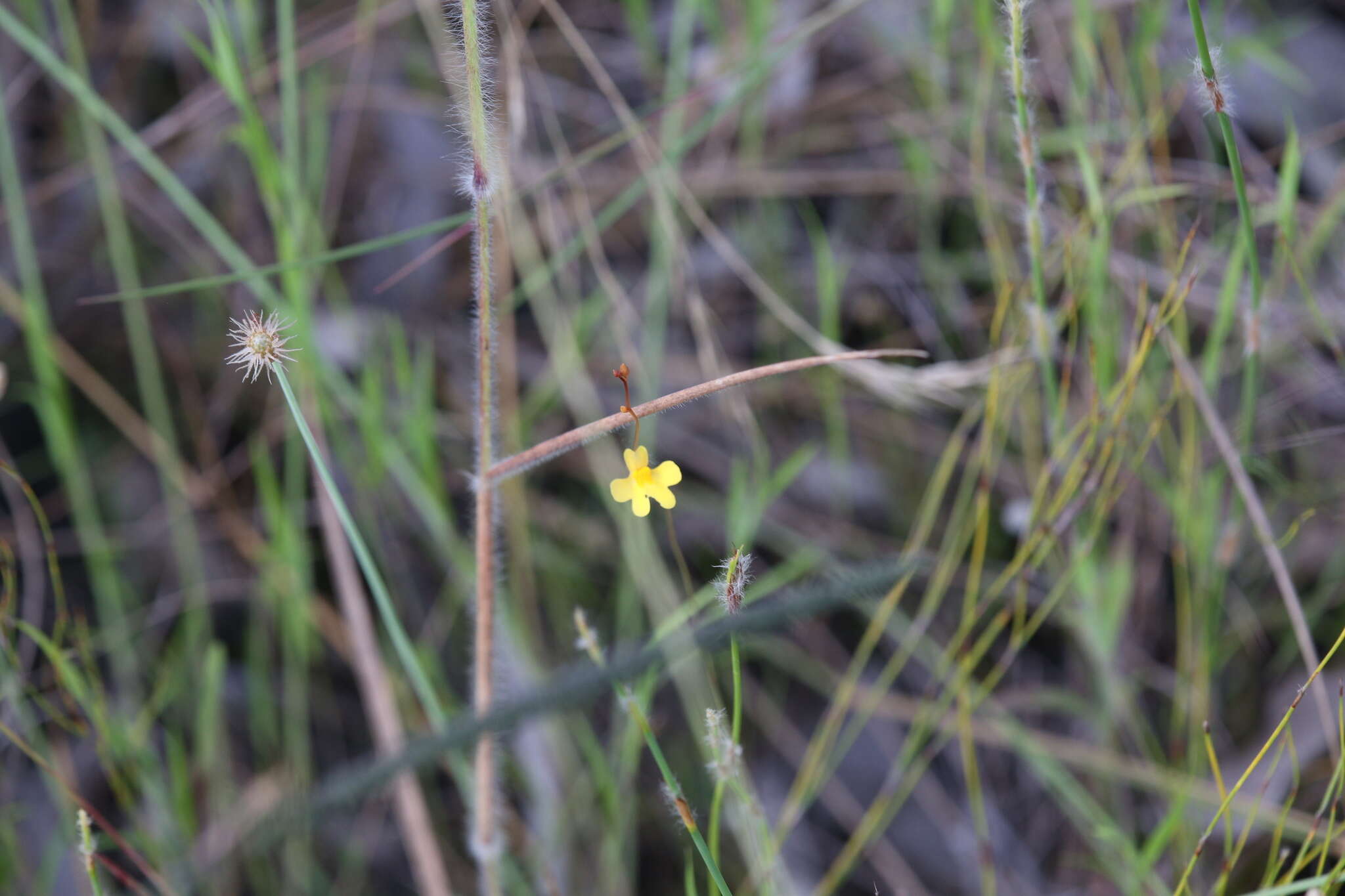 Image of Utricularia chrysantha R. Br.