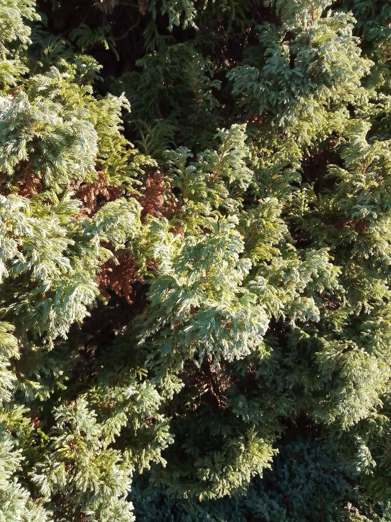 Image of Sawara Cypress