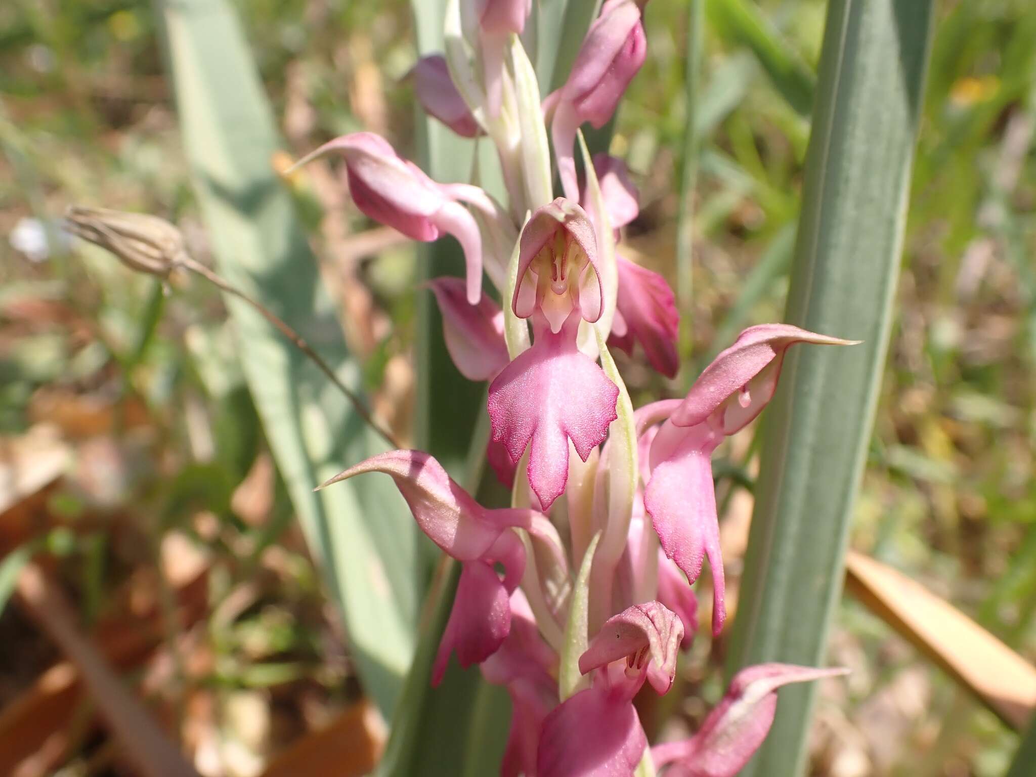 Image of Anacamptis sancta (L.) R. M. Bateman, Pridgeon & M. W. Chase