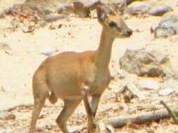 Image of Four-horned Antelope