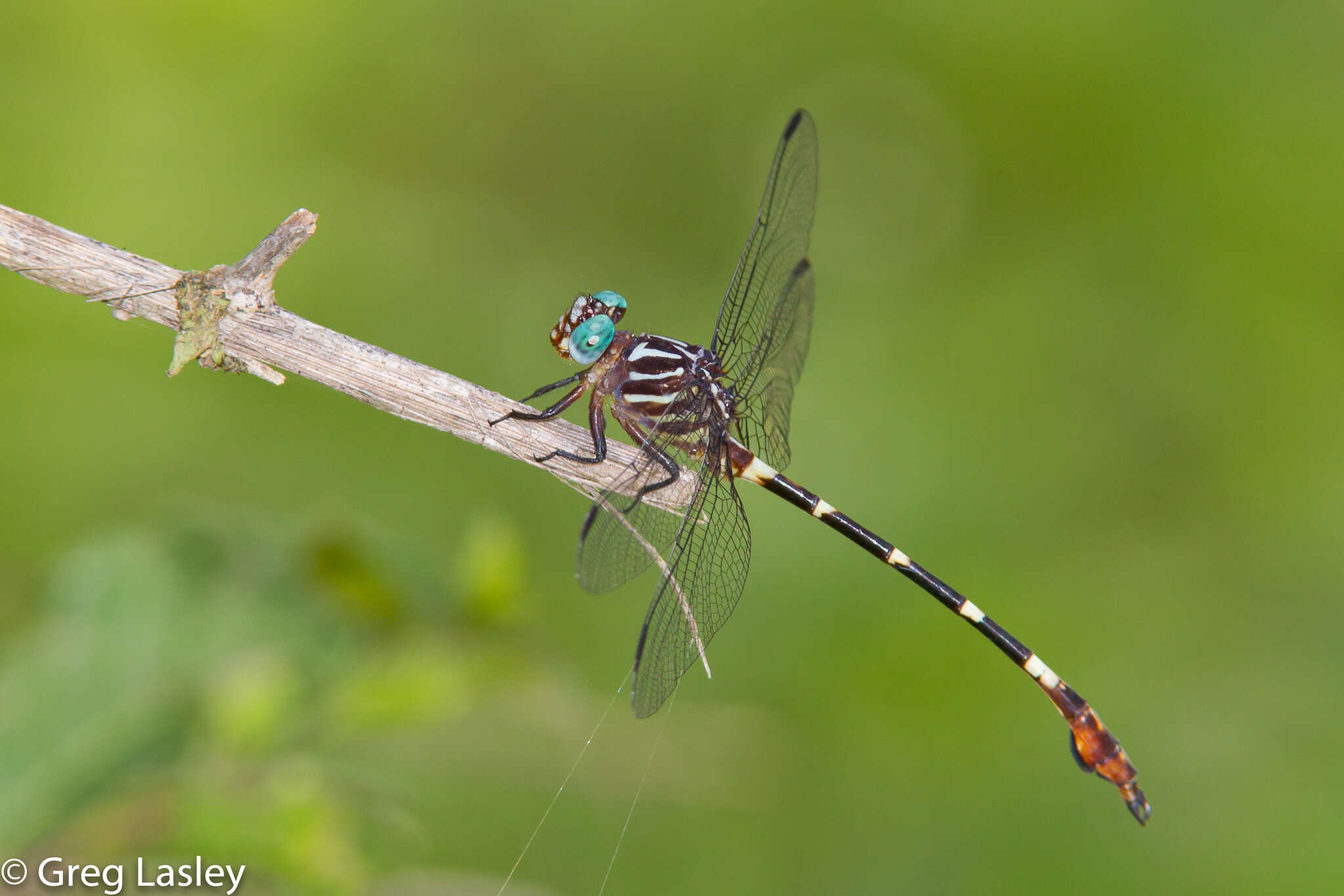 Image of Ringed Forceptail