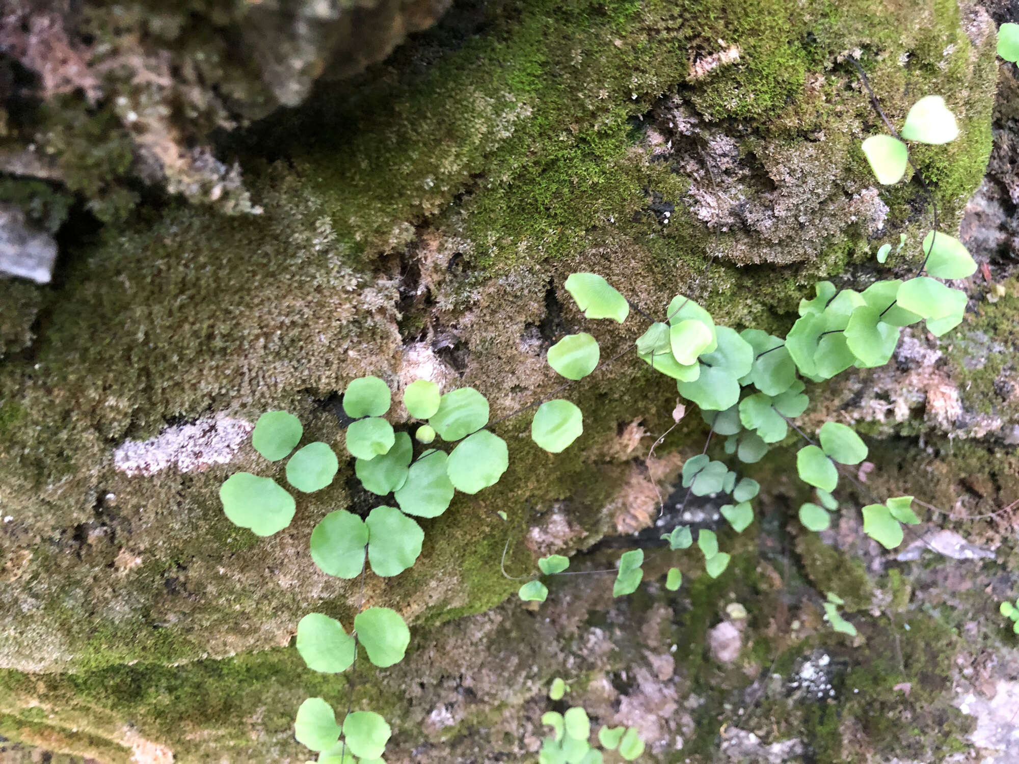 Adiantum capillus-junonis Rupr.的圖片