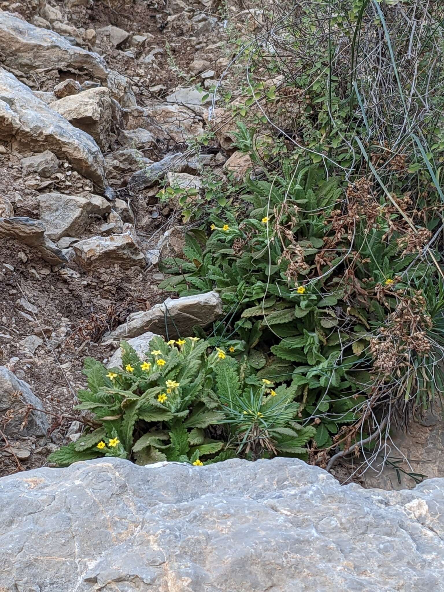 Image of Dionysia mira Wendelbo