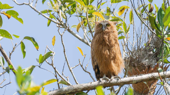 Image of <i>Ketupa ketupu aagaardi</i>