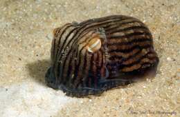 Image of Striped Pyjama Squid