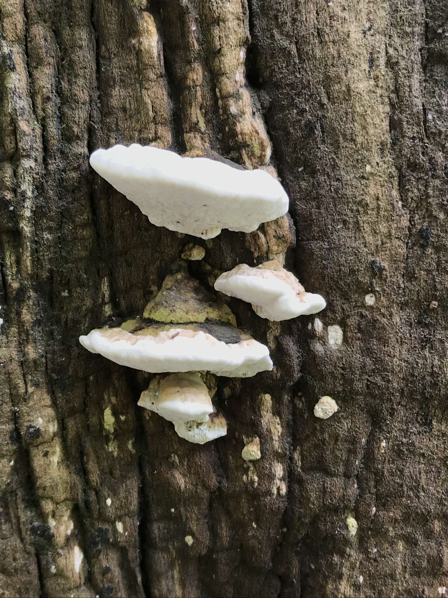 Image of Perenniporia ohiensis (Berk.) Ryvarden 1972