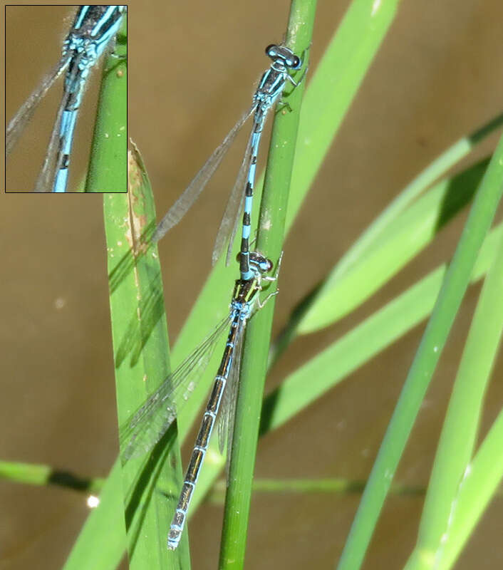 Image of Southern Damselfly