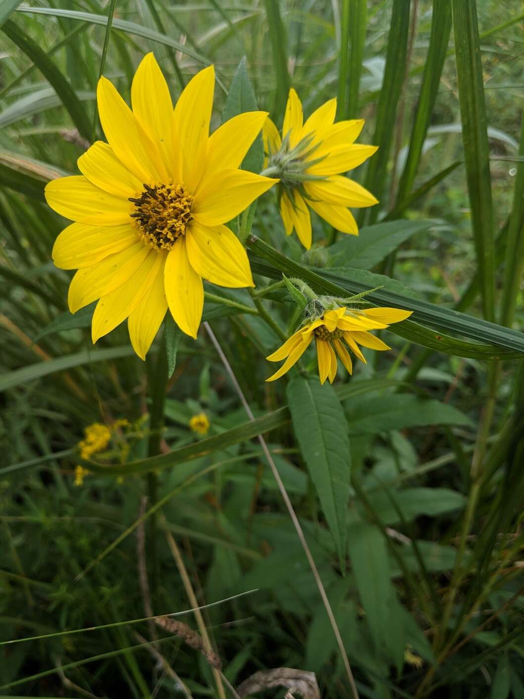 Image of giant sunflower