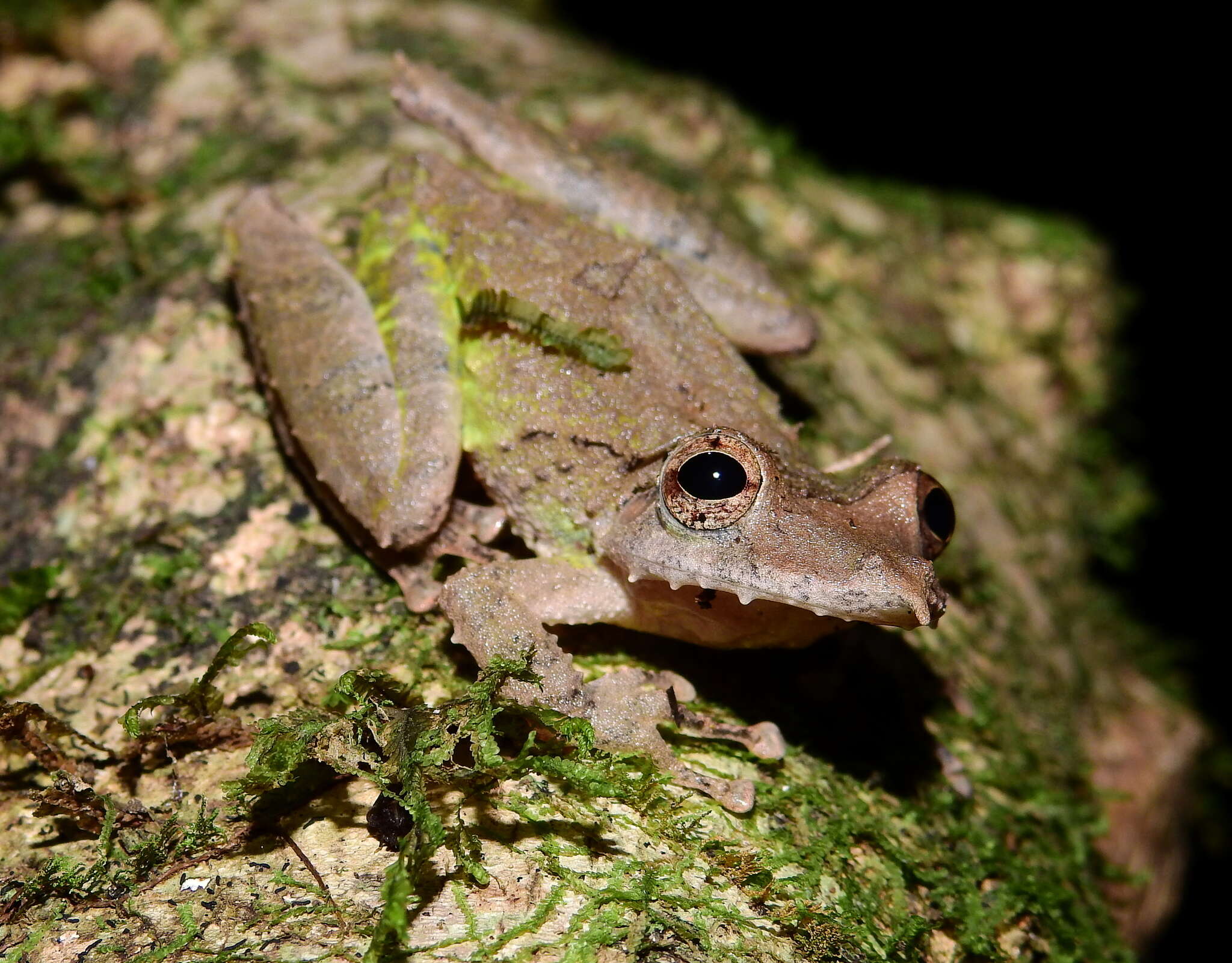 Sivun Scinax proboscideus (Brongersma 1933) kuva