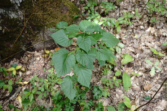 Image of Tilia croizatii Chun & H. D. Wong