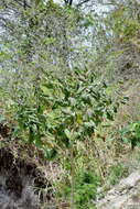 Image of Abutilon haenkeanum K. Presl