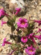 Image of sticky monkeyflower