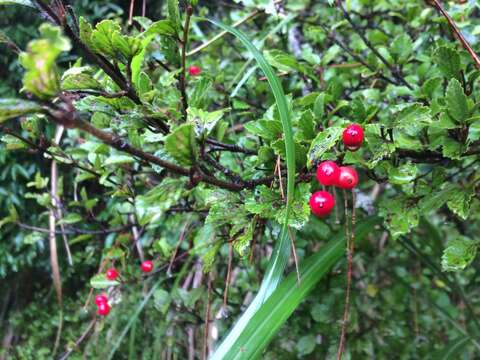 Image of Viburnum parvifolium Hayata