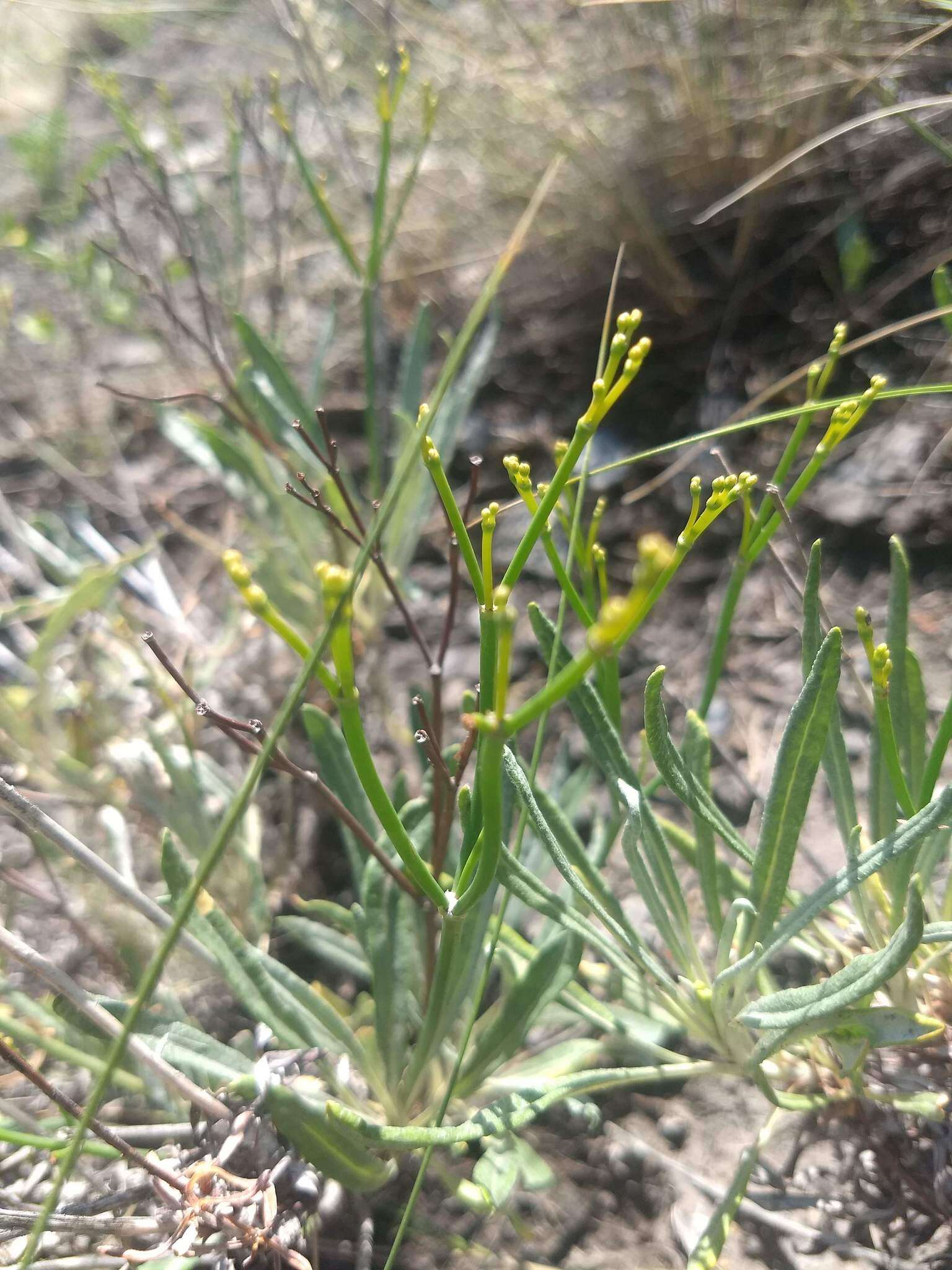 Plancia ëd Eriogonum brevicaule Nutt.