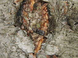 Image of birch sober