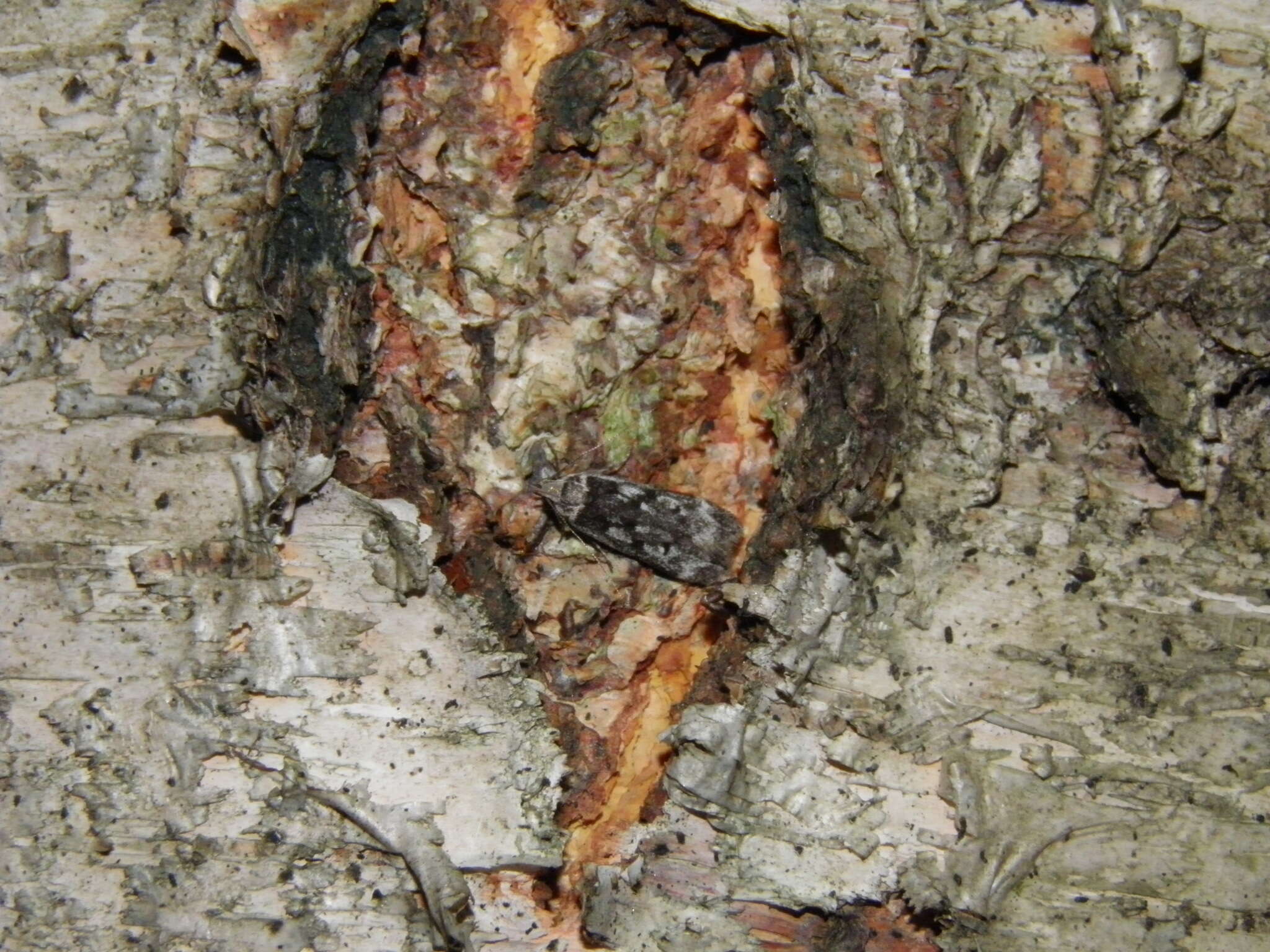 Image of birch sober