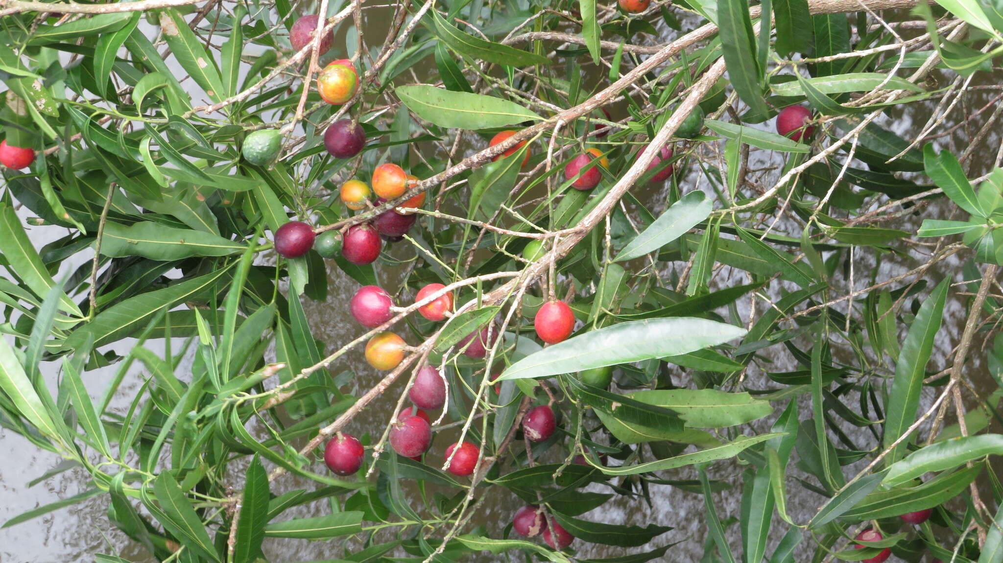 Sivun Pouteria gardneriana (A. DC.) Radlk. kuva