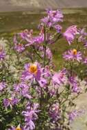 Imagem de Schizanthus grahamii Gill.