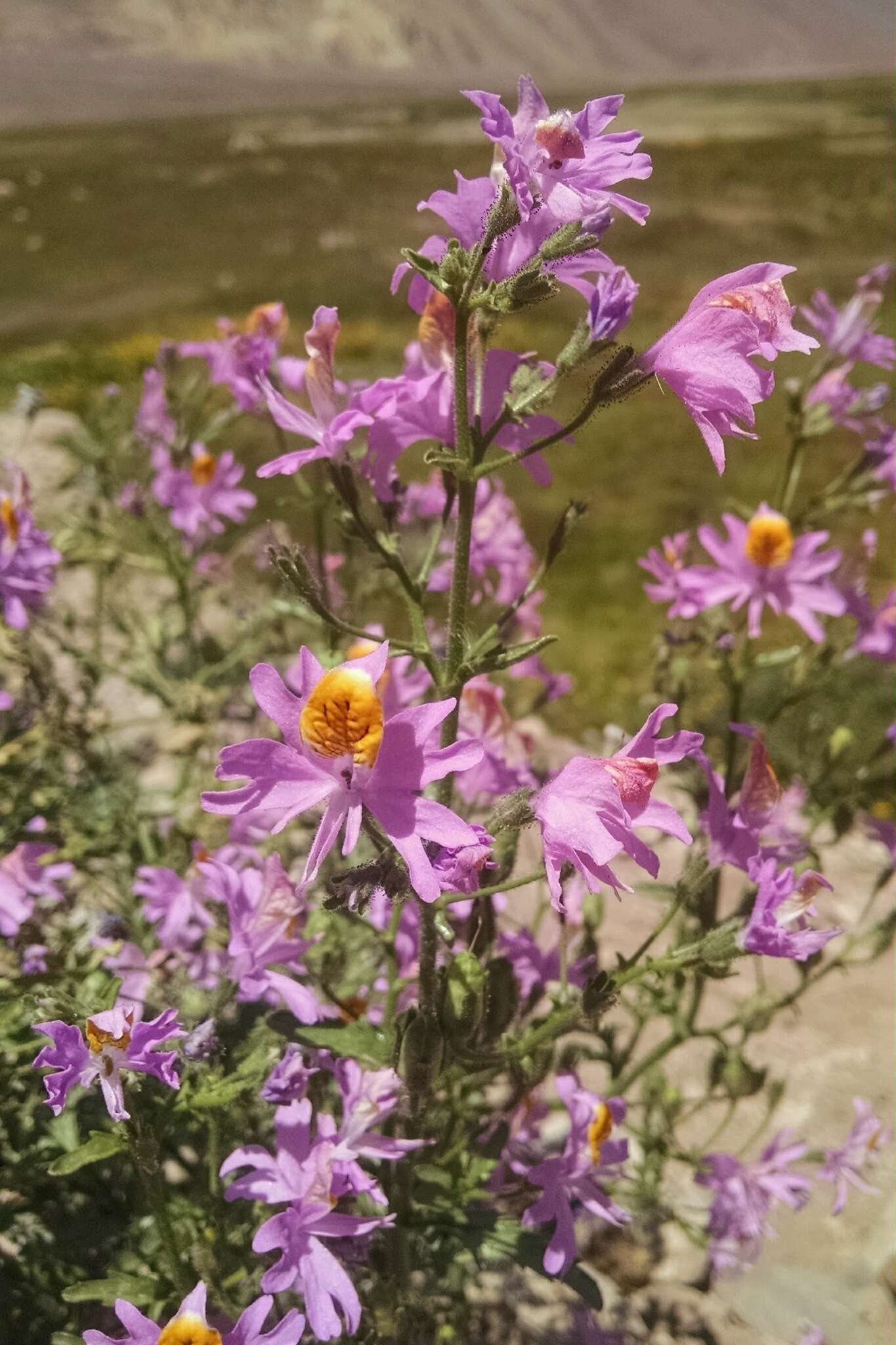 Imagem de Schizanthus grahamii Gill.