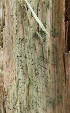 Image of needle lichen