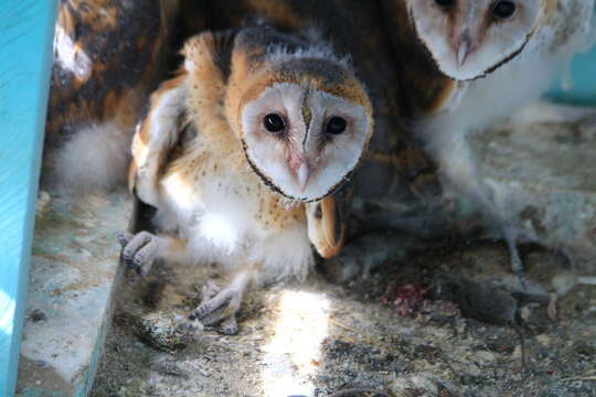 صورة Tyto alba poensis (Fraser 1843)