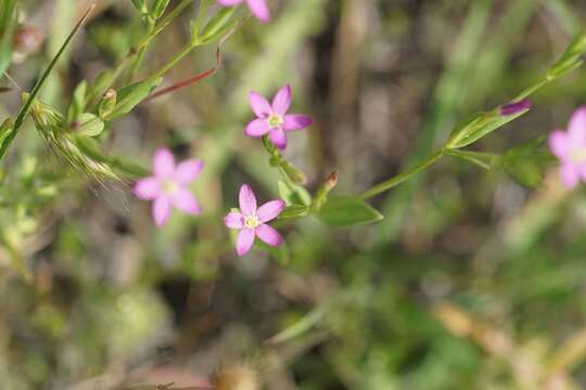 Image of branched centaury