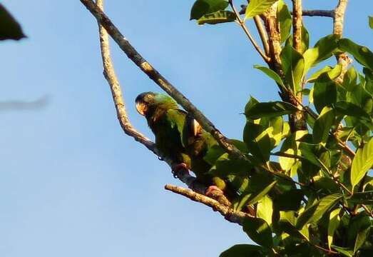 Image of Blue-headed Macaw