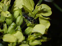 Image of Hylaeus sulphuripes (Gribodo 1894)