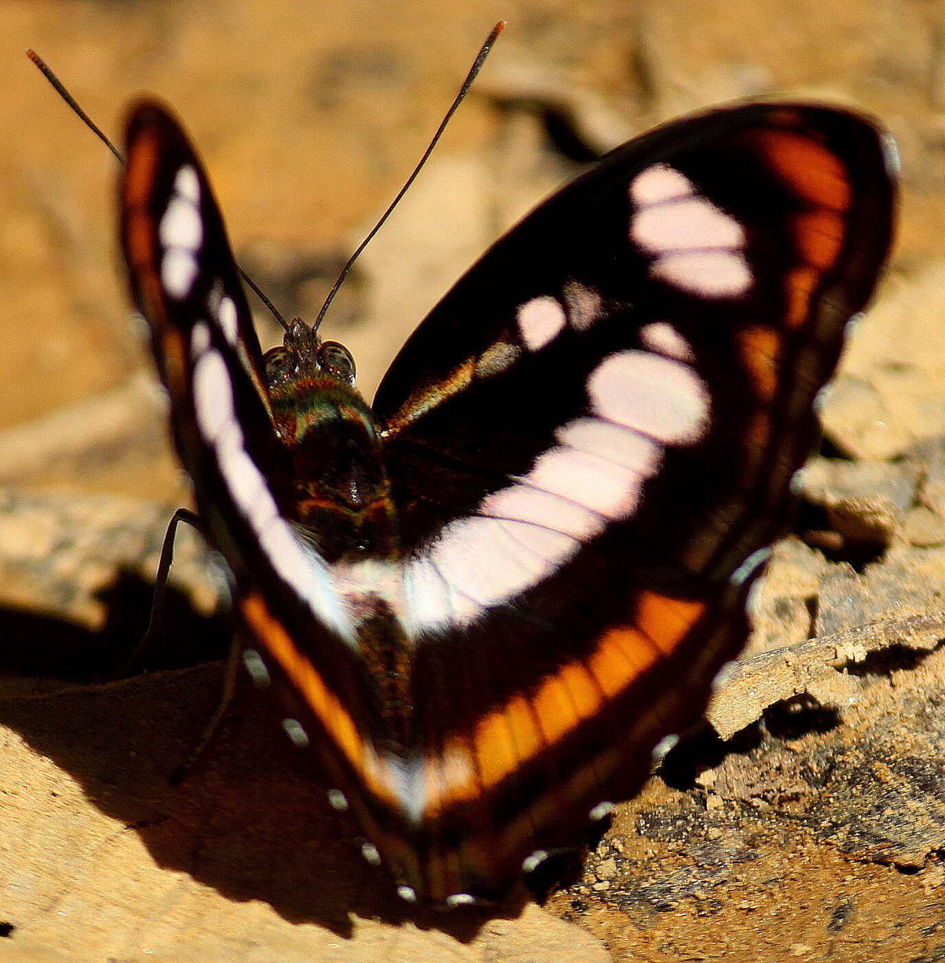 Image of Athyma inara