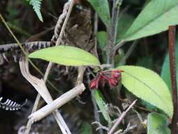 Sivun Ardisia villosa Roxb. kuva