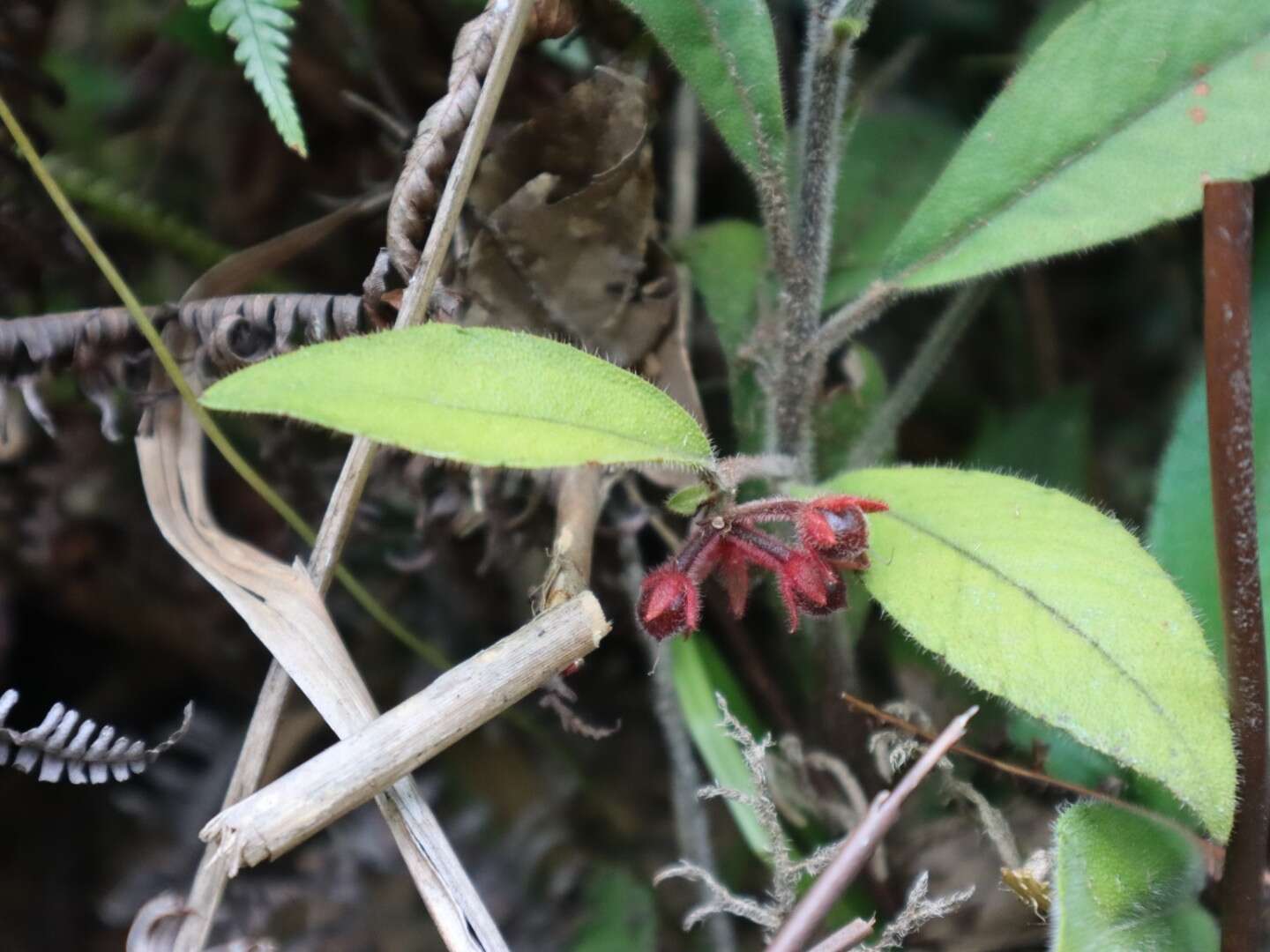 Image of Ardisia villosa Roxb.