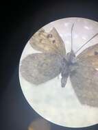 Image of Lycaena tama (Fereday 1878)