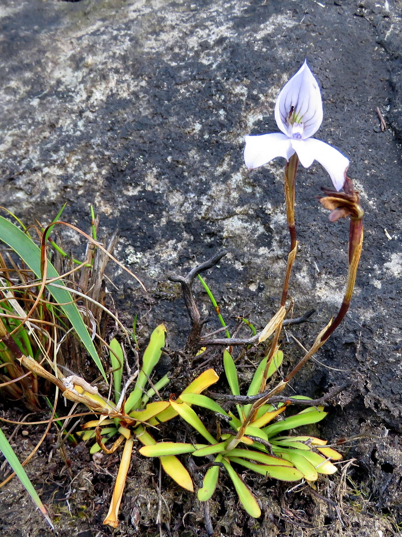 Image de Disa maculata L. fil.