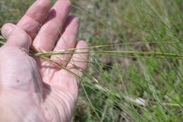 Imagem de Elymus stipifolius (Trautv.) Melderis