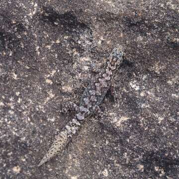 Image of Lesueur's Gecko