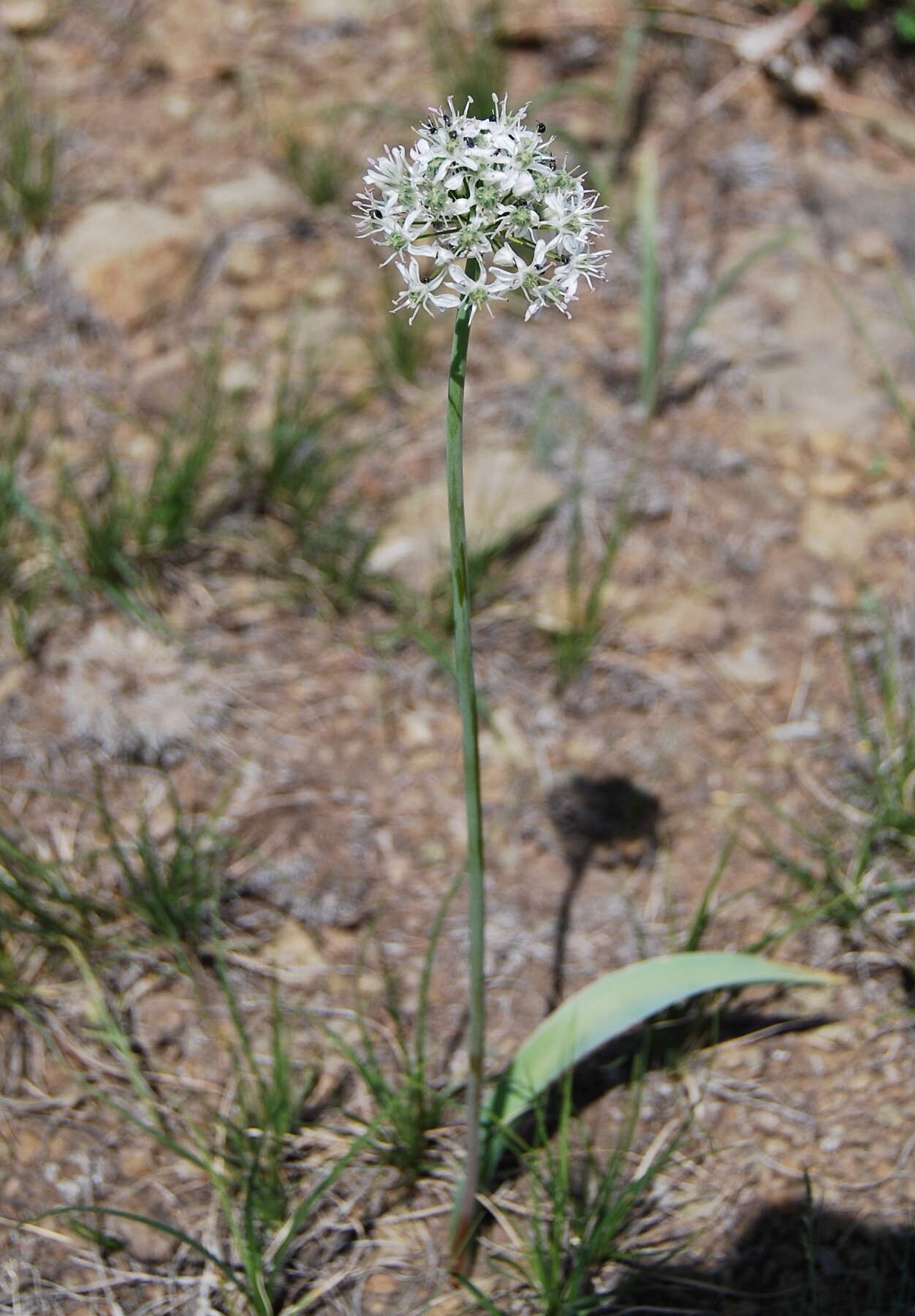 Image of Allium tulipifolium Ledeb.