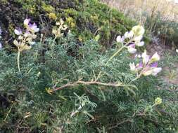 Image of Lindley's Varied Lupine