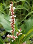 Sivun Persicaria glabra (Willd.) Gomez de la Maza kuva