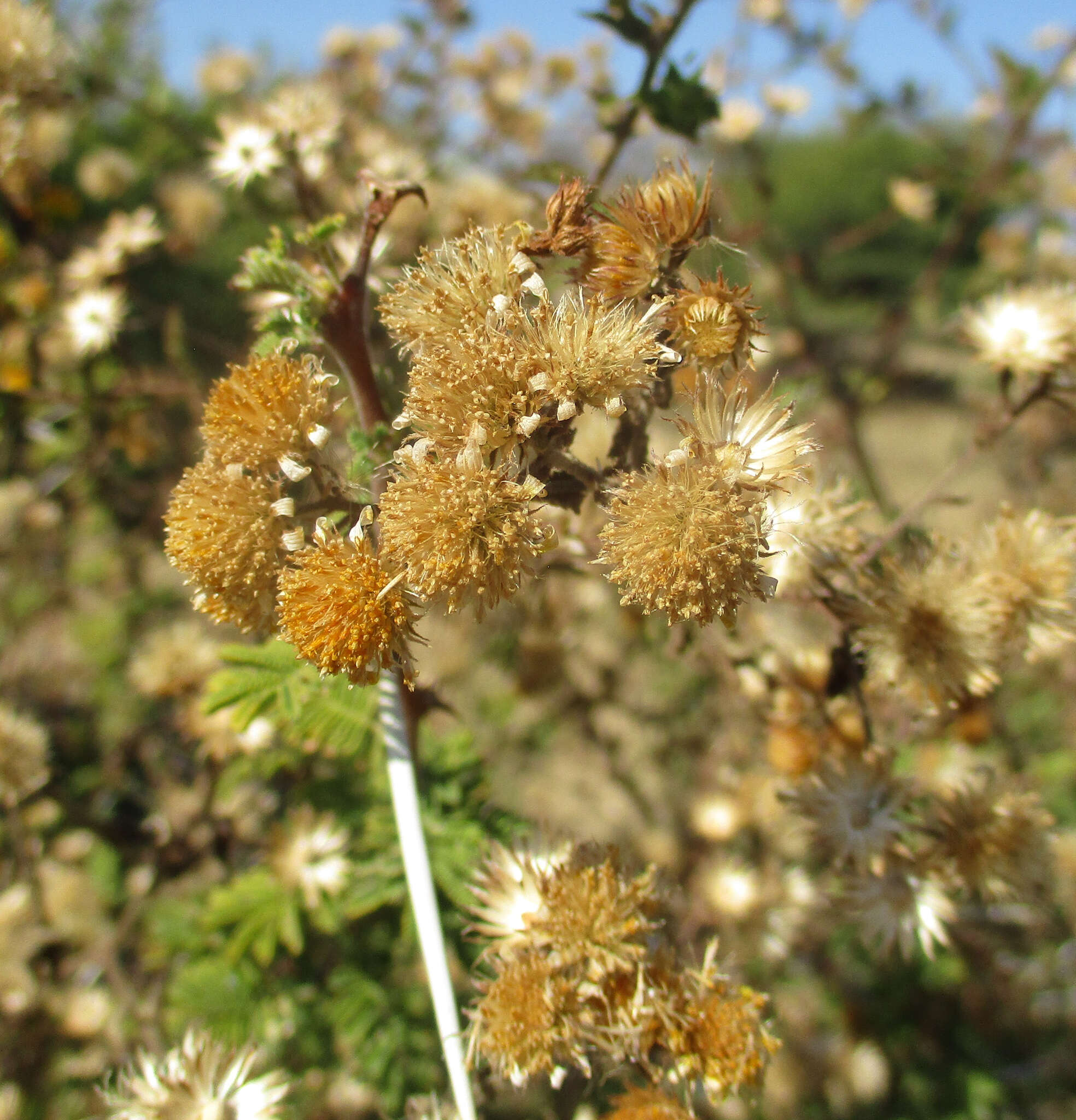 Plancia ëd Anisopappus schinzii (O. Hoffm.) Bengtson, M. Englund, Pruski & Anderb.