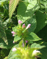 Image of lesser hemp-nettle