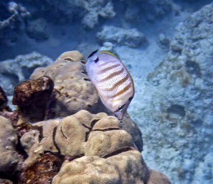 Image of Multiband Butterflyfish