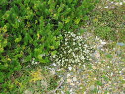 Imagem de Gentianella saxosa (G. Forst.) Holub