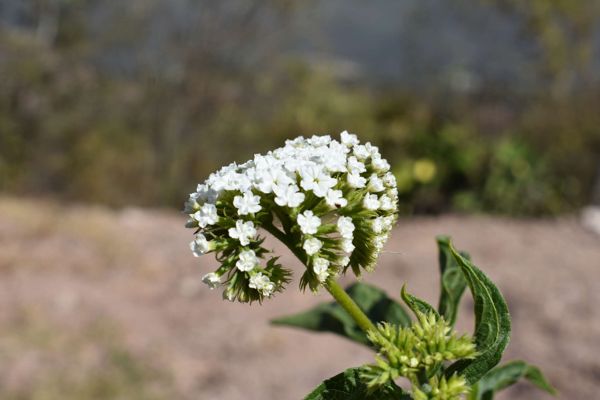 Image of Tournefortia hartwegiana Steud.