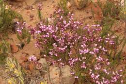 Image of Polygala microlopha var. microlopha