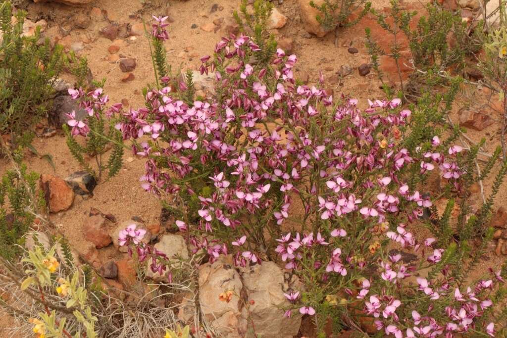 صورة Polygala microlopha var. microlopha