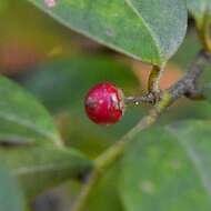 صورة Ilex pubescens Hook. & Arn.