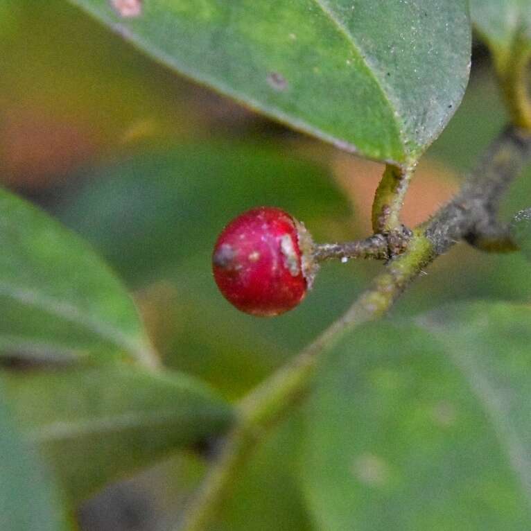 صورة Ilex pubescens Hook. & Arn.