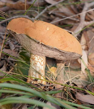 Image of Austroboletus lacunosus (Kuntze) T. W. May & A. E. Wood 1995