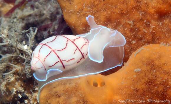 Image of lined bubble snail